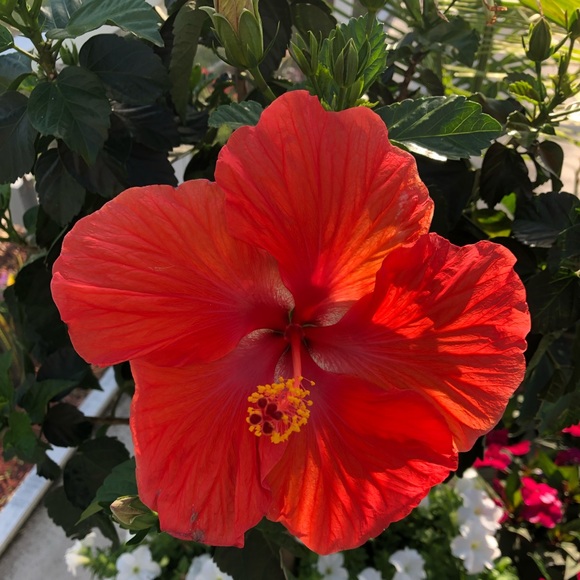 Meet your Posher, Karla - Picture 1 of 1